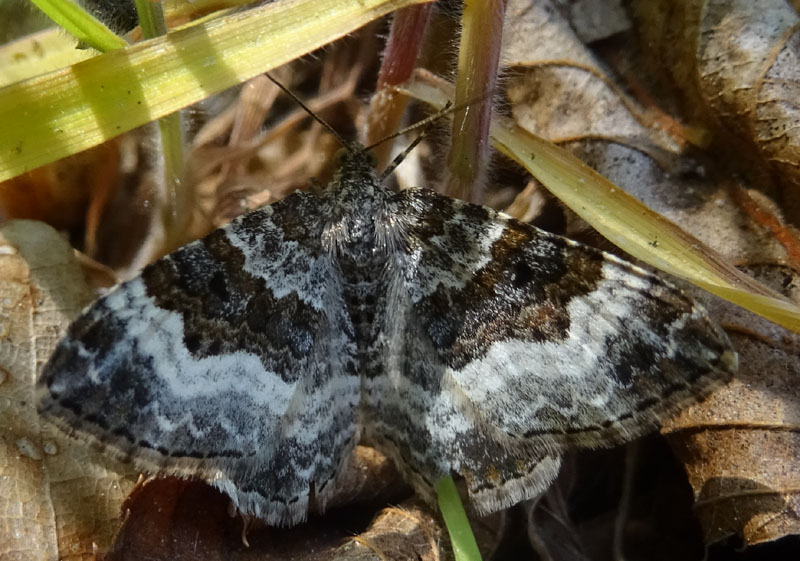 Epirrhoe rivata - Geometridae